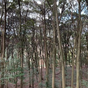 美しい、椎の林