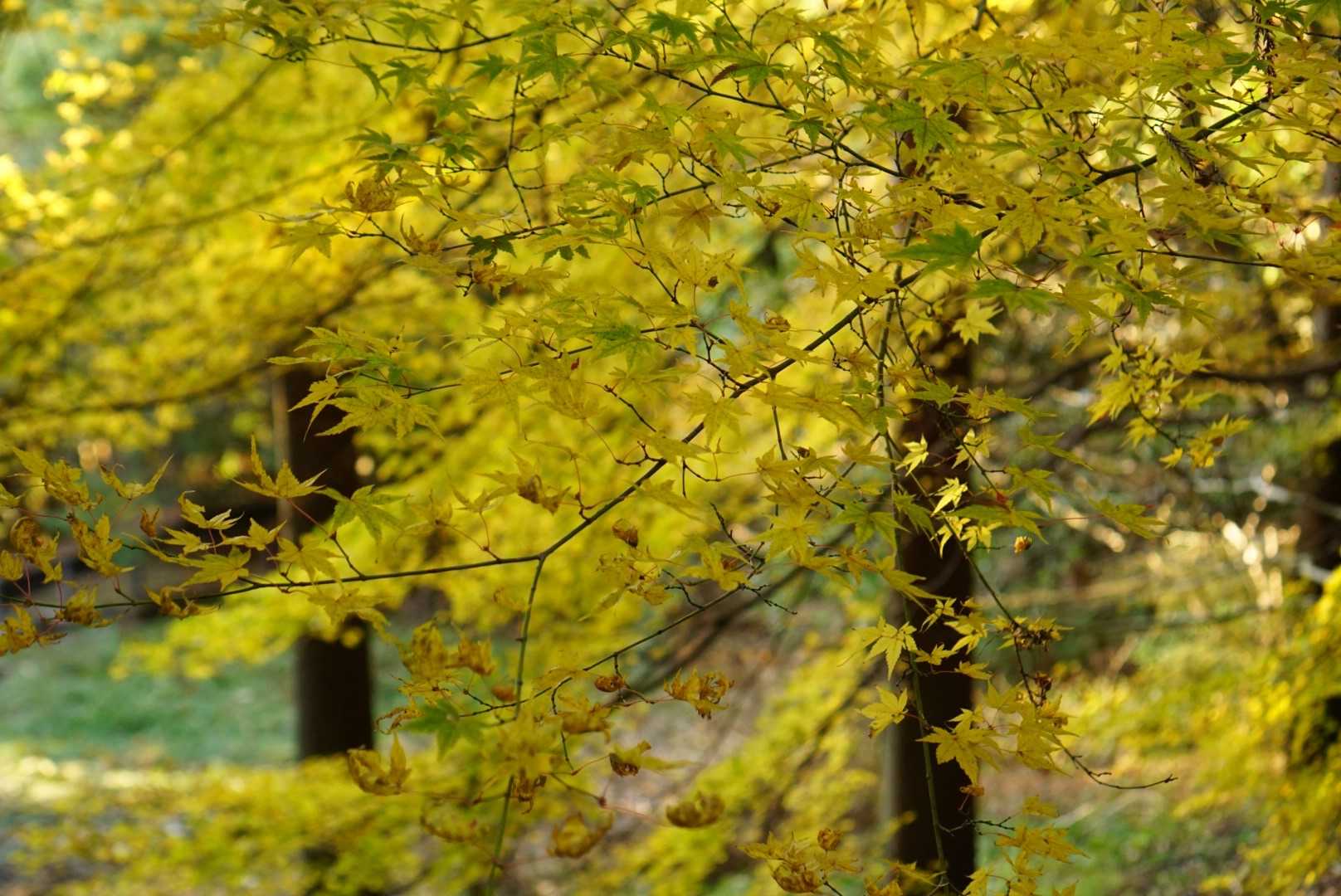 黄色い紅葉も🍁