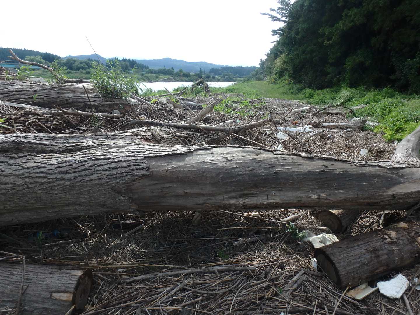 増水による堆積物で歩きにくいな～