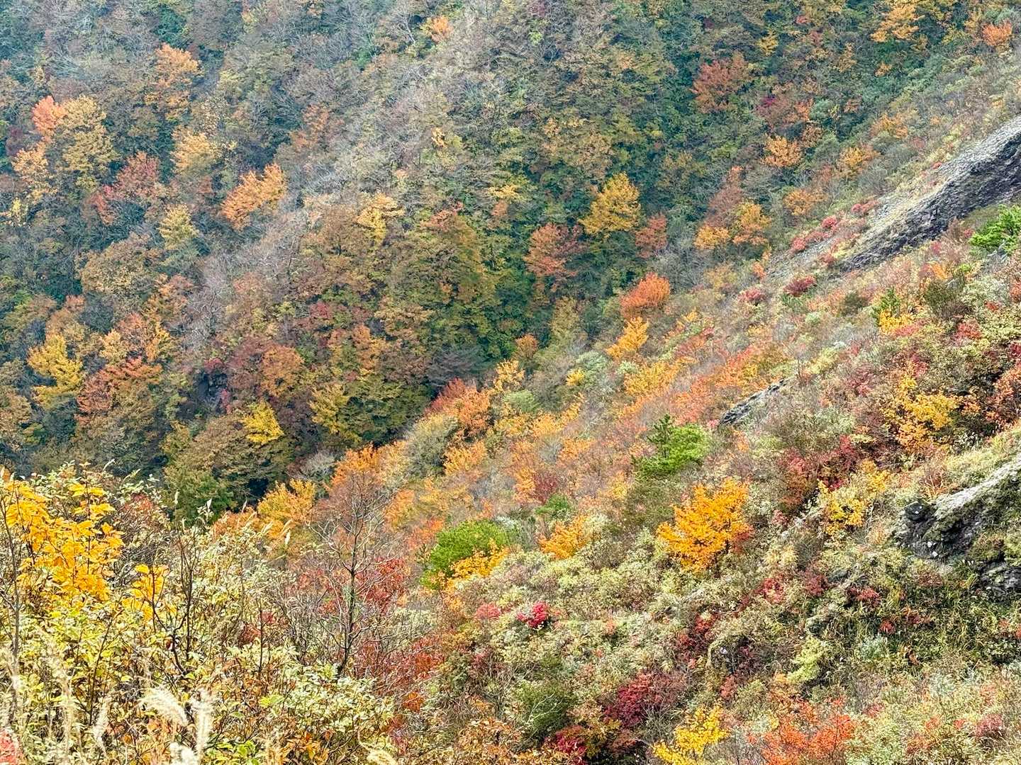東の原登山口-三瓶観光リフト 山頂-大平山-奥の湯峠-風越 周回コースの写真