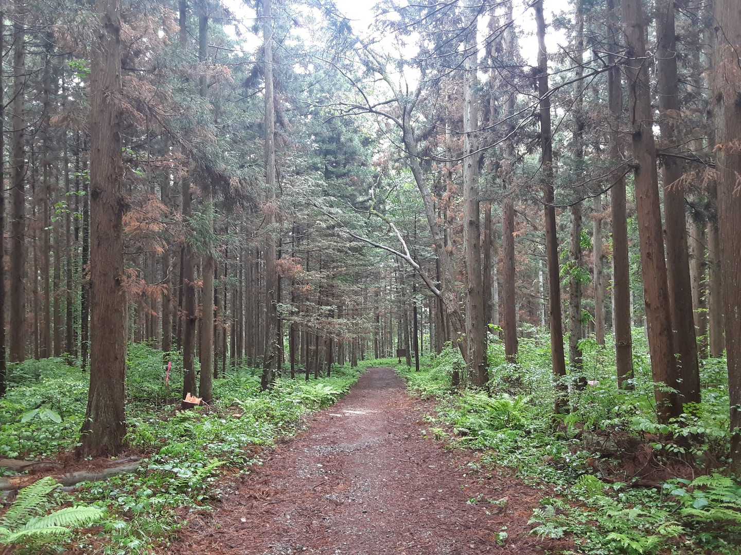 神秘の花　サンカヨウ探しても
見つからず
残念でした。
まだ早かったようです。