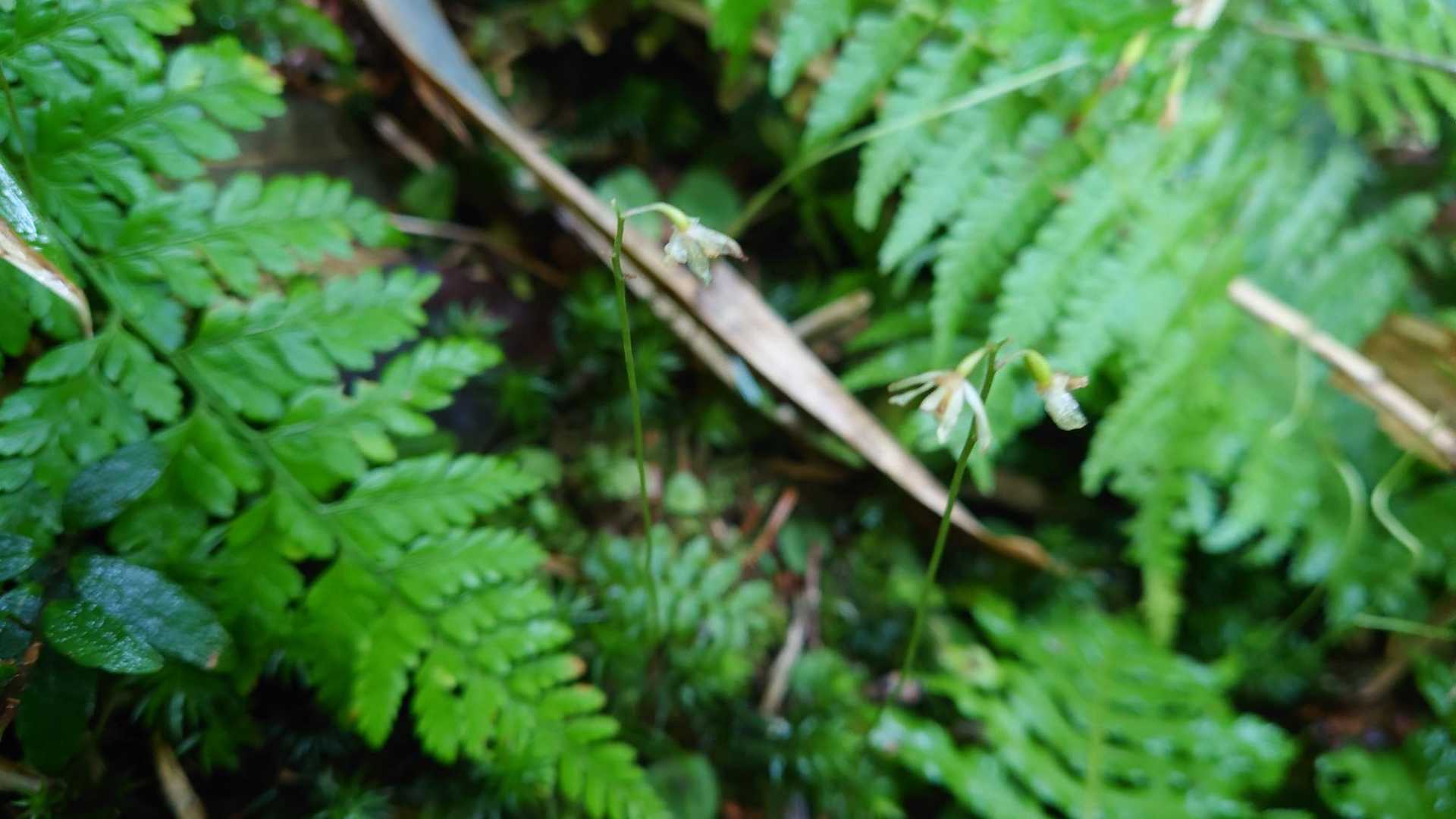 これは何のお花かな？小さくてかわいい🤗