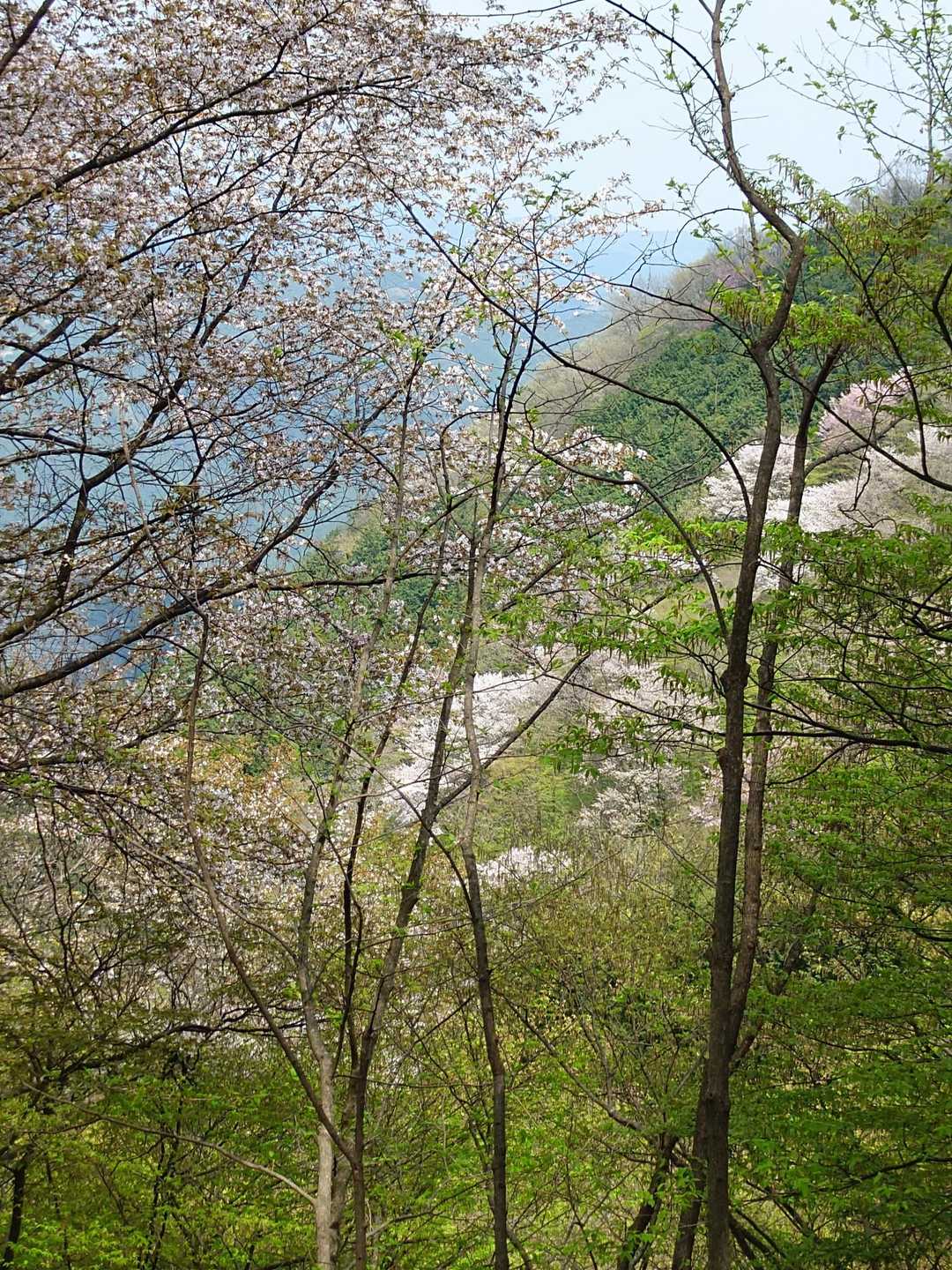 山腹の山桜が見頃でした。