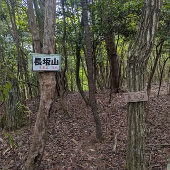 長坂山山頂