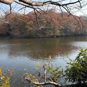 池にはカモ？🦆かも。