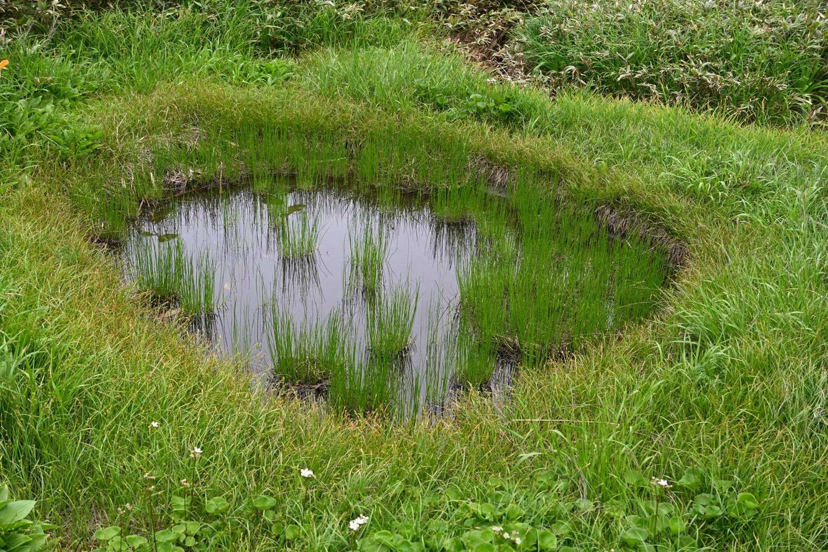 池塘の側にはいろいろな花がある。