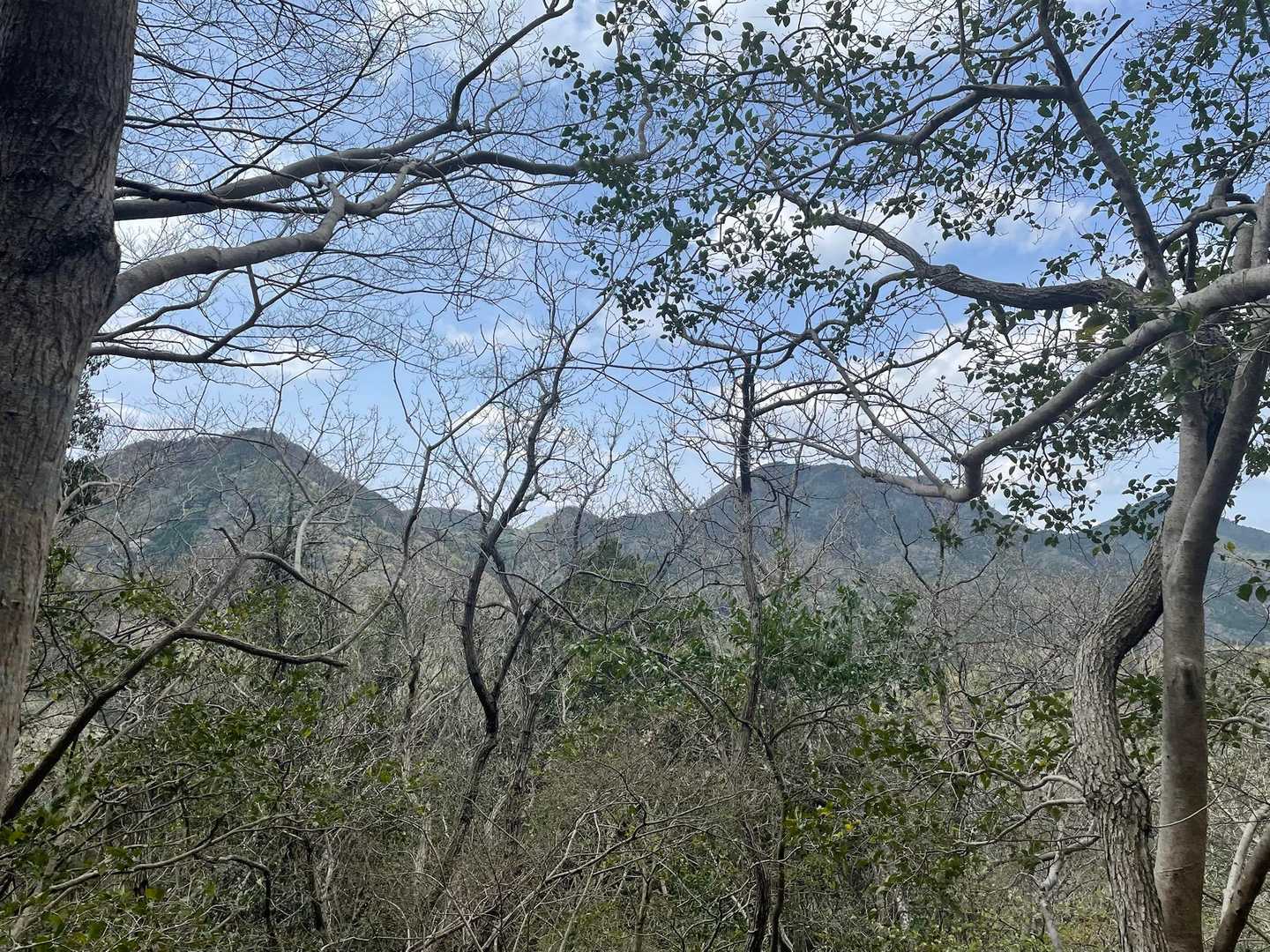 木々の隙間から山が見えました