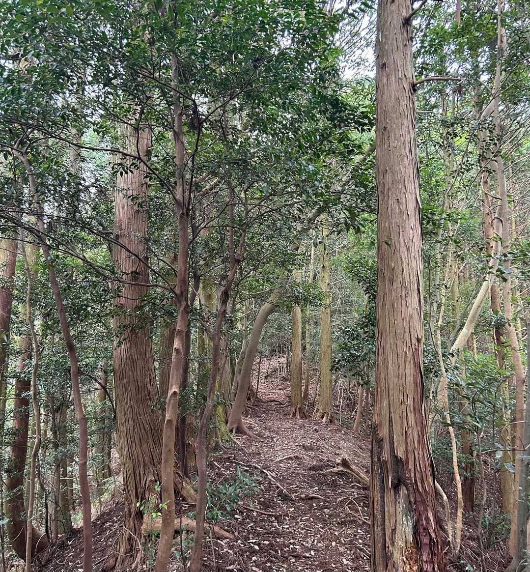 緑キレイやけど
尾根道は
ヒンヤリ秋の風((´∀｀*))