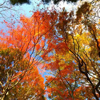 カロリーメイト