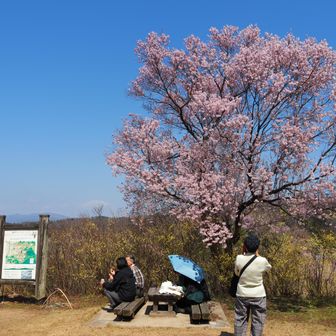 花見山公園山頂展望場です
これは何サクラだろ⁉️
満開です❗