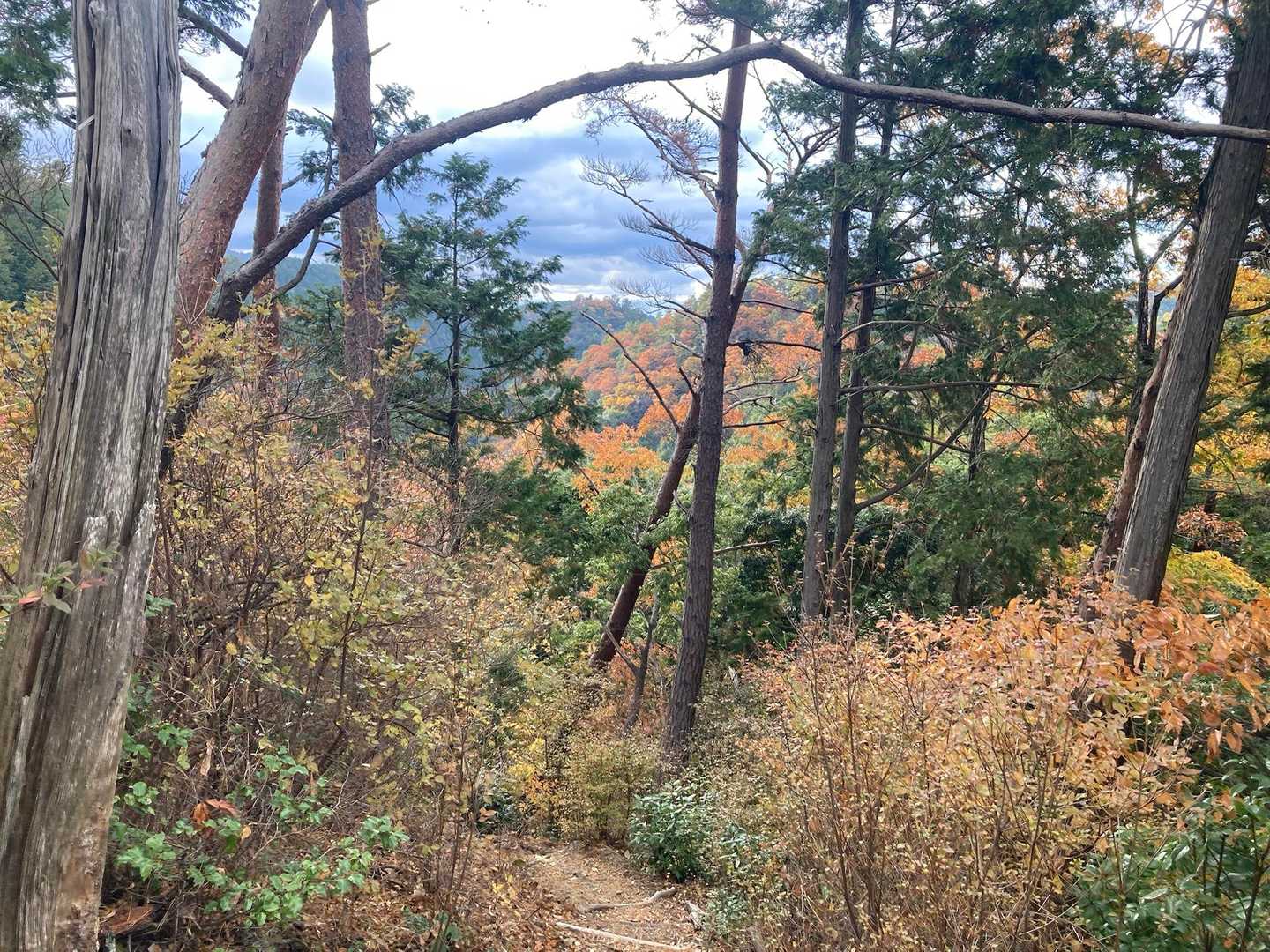 八ヶ丸山 周回コースの写真