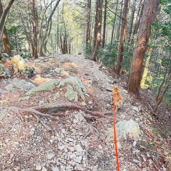 飼い主ルート間違えた😅ｽﾏﾝ
東屋経由して三田洞駐車場へのルートだわ