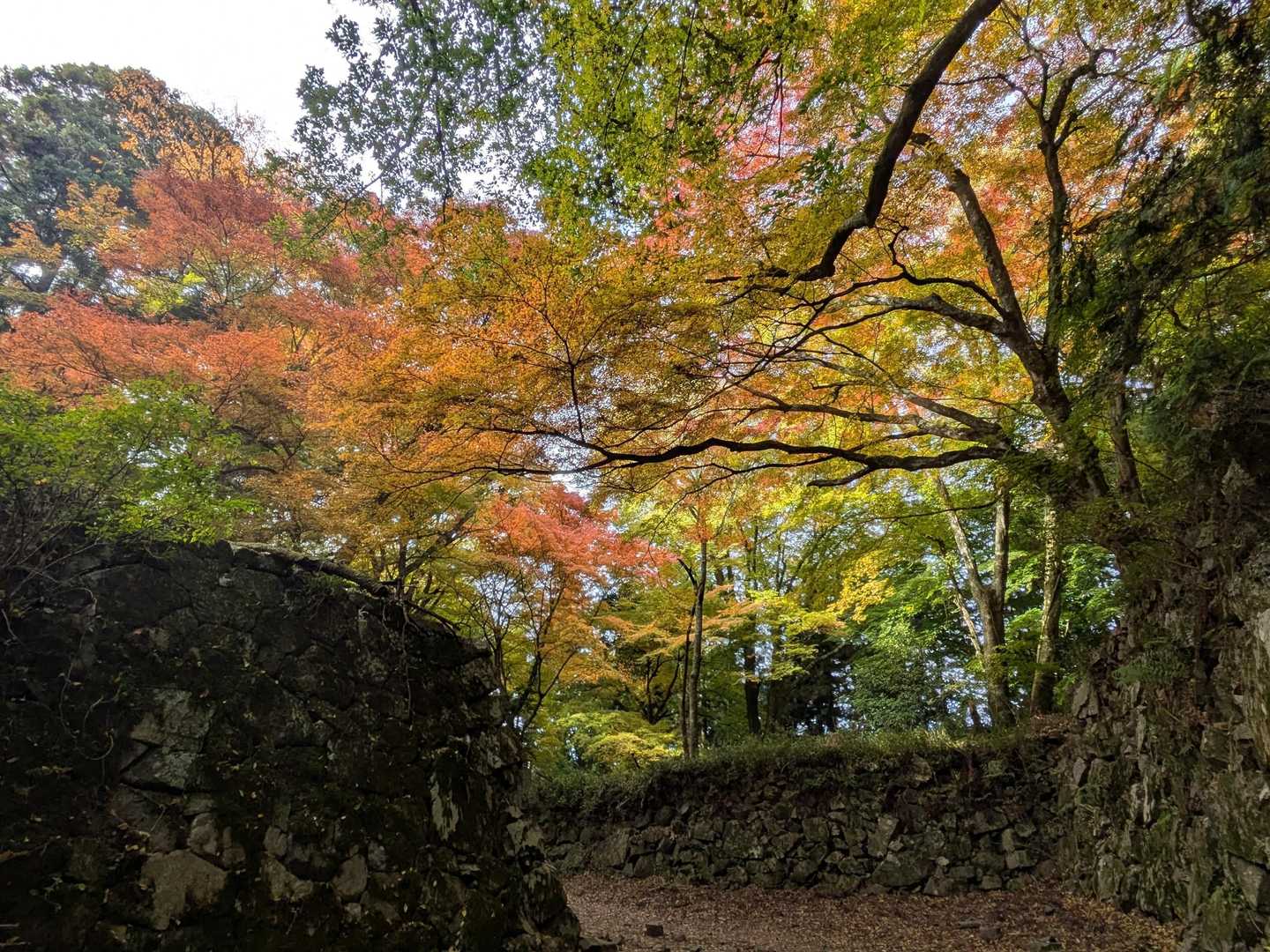 おーっ😳
凄い綺麗なグラデーション〜💚🧡❤️