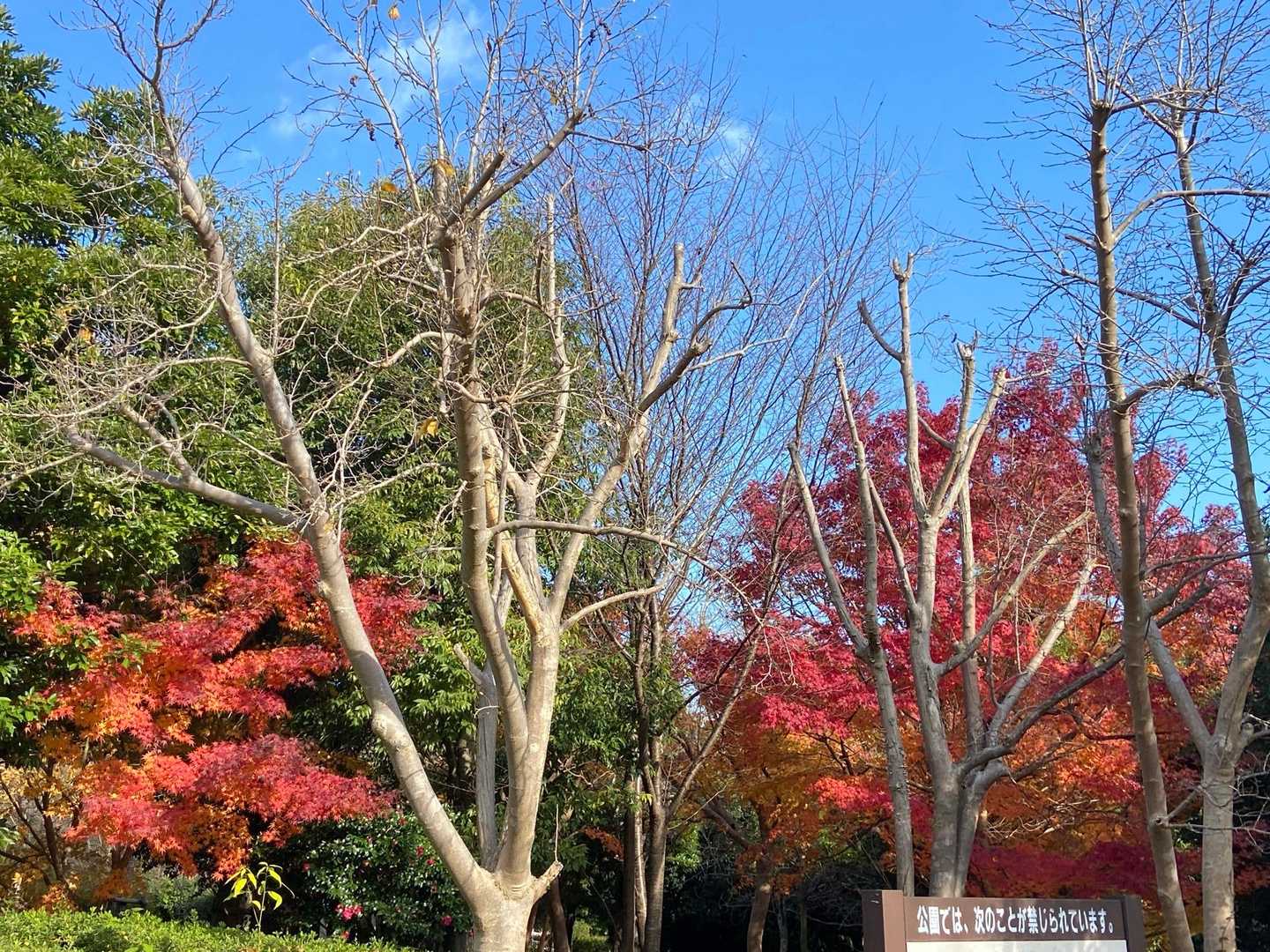 公園の紅葉は見頃🍁