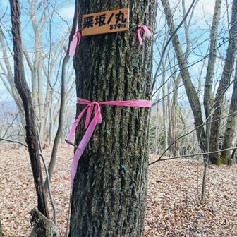 栗坂ノ丸(879m)
今回の最高地点