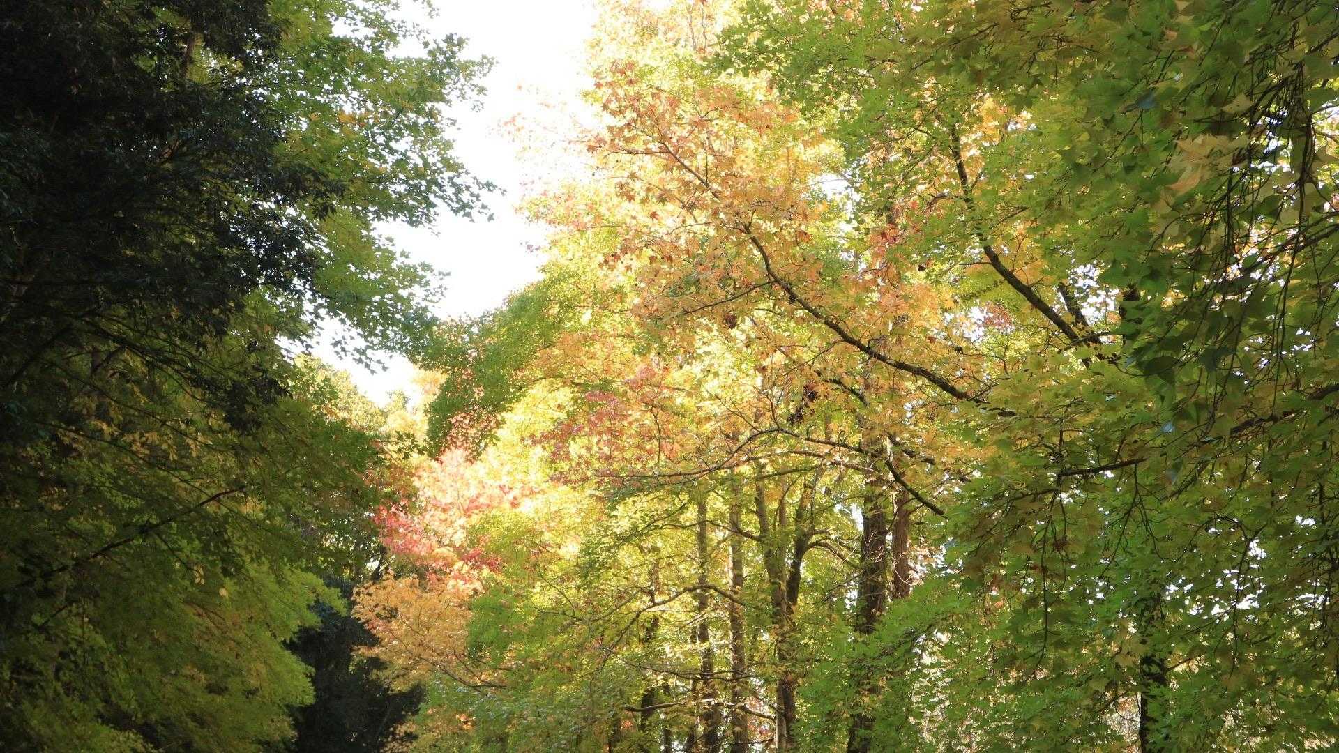 駐車場の紅葉も進んできています🍁