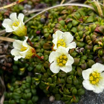 C74 北岳草 C74 北岳草 北岳(大樺沢雪渓↑ 草スベリ↓)+W中白根 / Co-