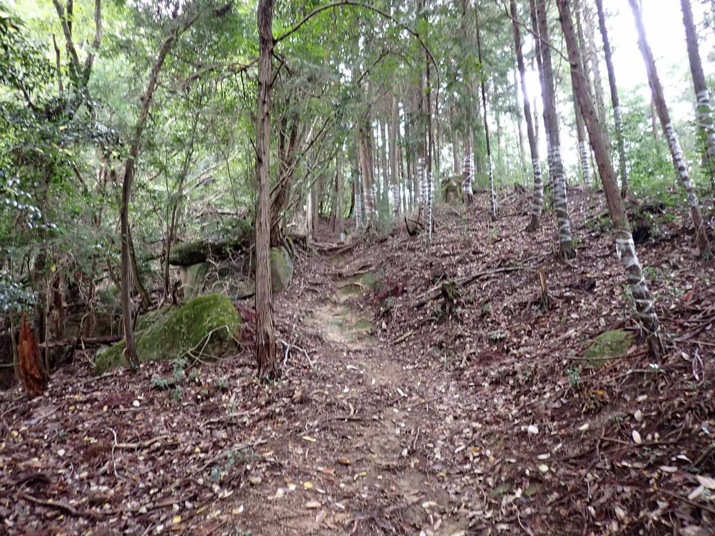 
よく整備された
東海自然歩道を歩きます