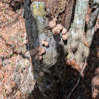 ホコリタケが群生してる