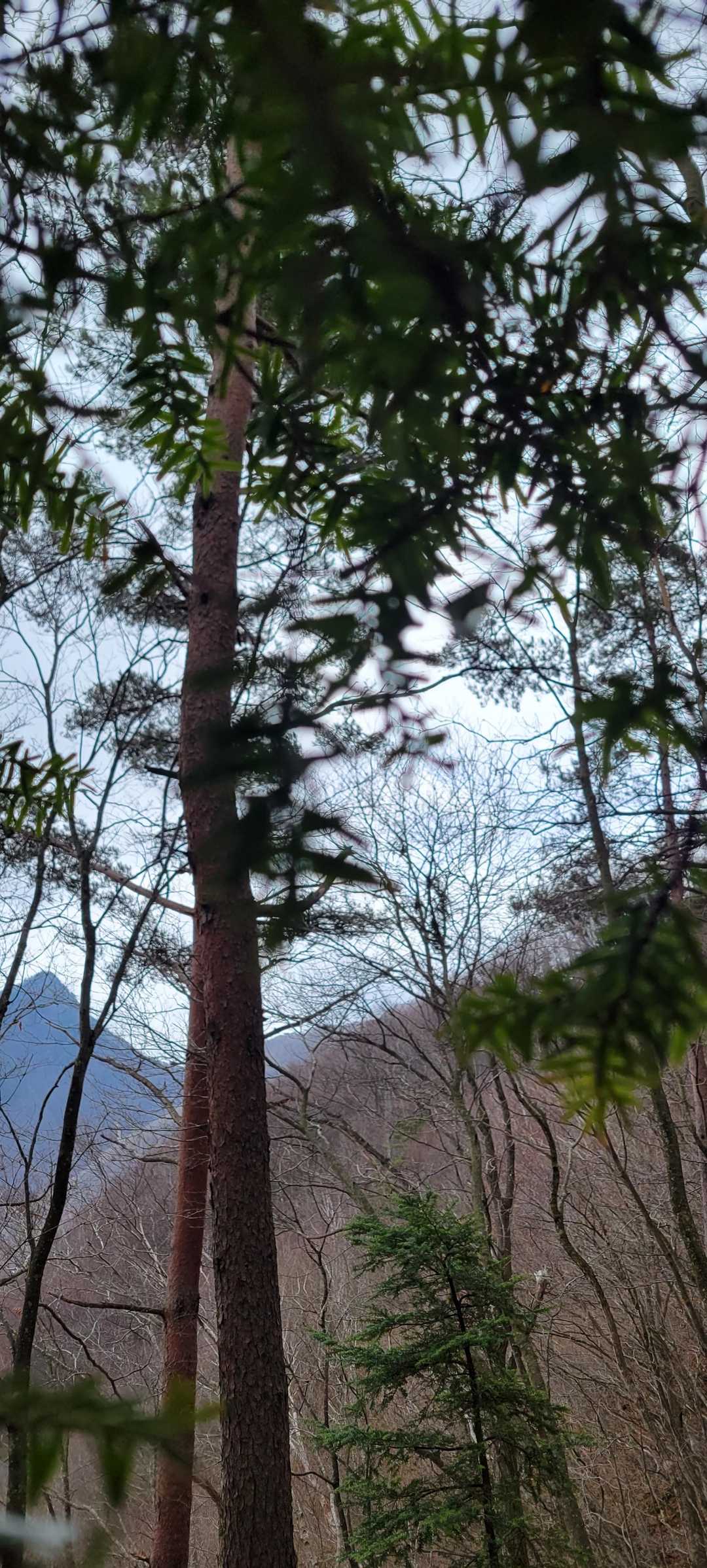 鳶巣峠-大栃山-神座山-釈迦ヶ岳 周回コースの写真
