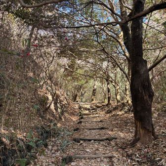 落ち葉がすごかった🍂