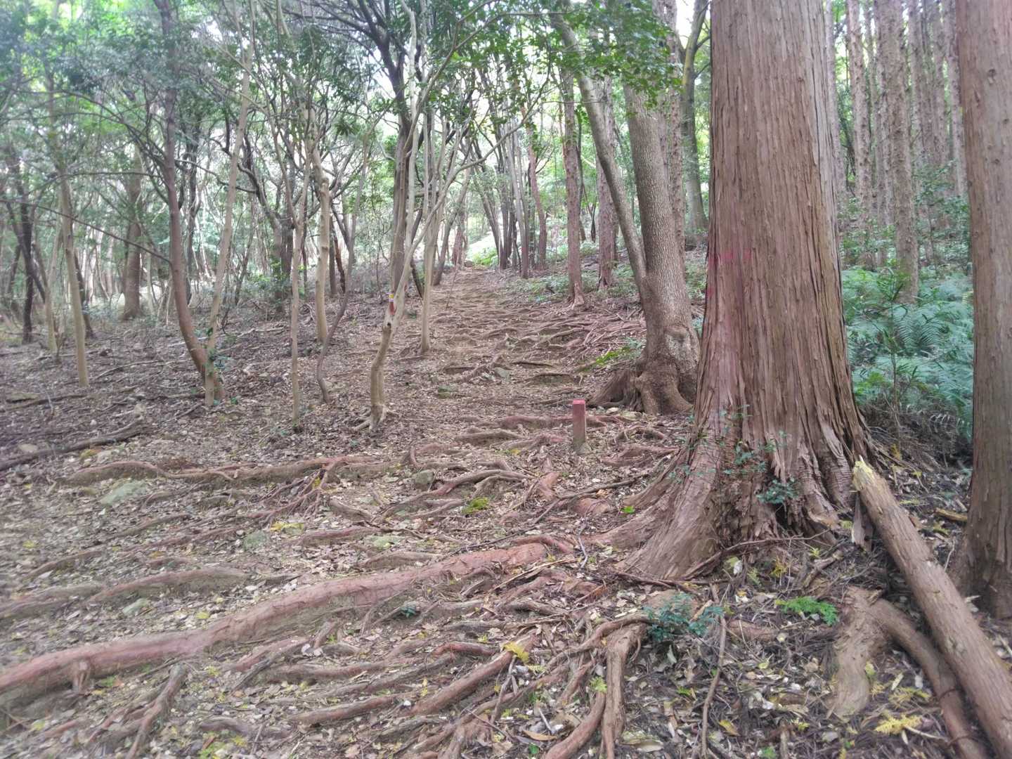 急登も多いけど‥🚶‍♂️🚶‍♀