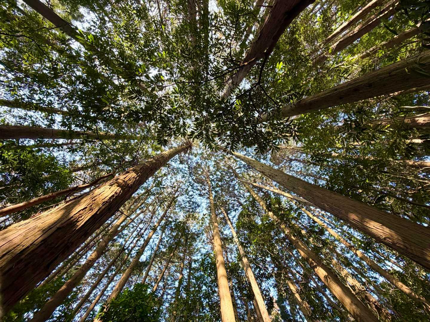 展望の開けたポイントまで
しばらく樹林帯歩き