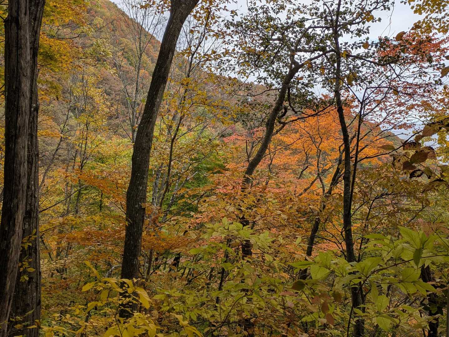 山肌の紅葉🍁も🥰