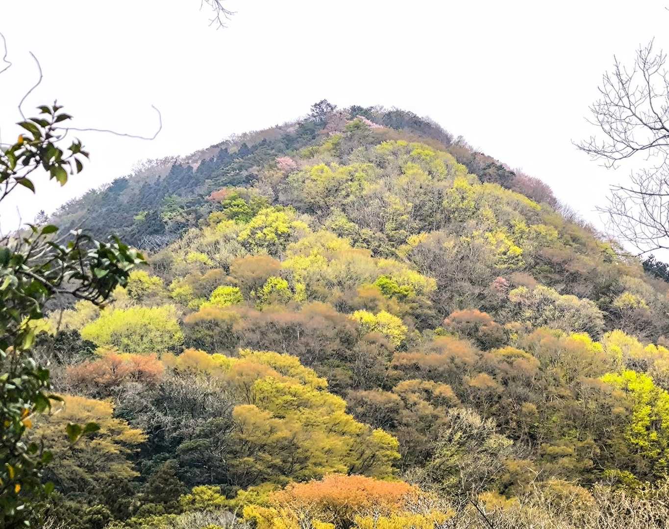千燈岳
新緑のなかに 山桜がちらほら