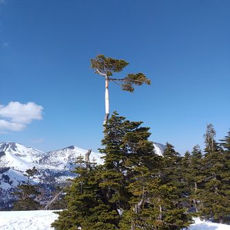 スーサン🇯🇵🇯🇵
