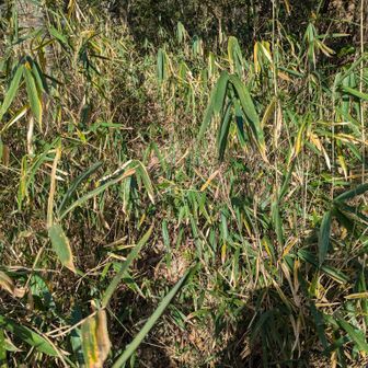 なのに、後山の取り付きを見つけて〝時間あるし行ってみようかな〟とか思い…
(藪漕ぎ必須やんか😂)