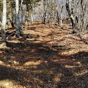 今倉山までまあまあの急登。危ない所はありません。陽射しが暖かく、ファイントラックの長袖ベースレイヤー＋プラックスウールの２枚で大丈夫でした。
暑がりなのに心配性でいつもフリースとダウンもベストも持ってきてしまう。登山中は要らなくてもバス待ちの間はすごく寒いんです。