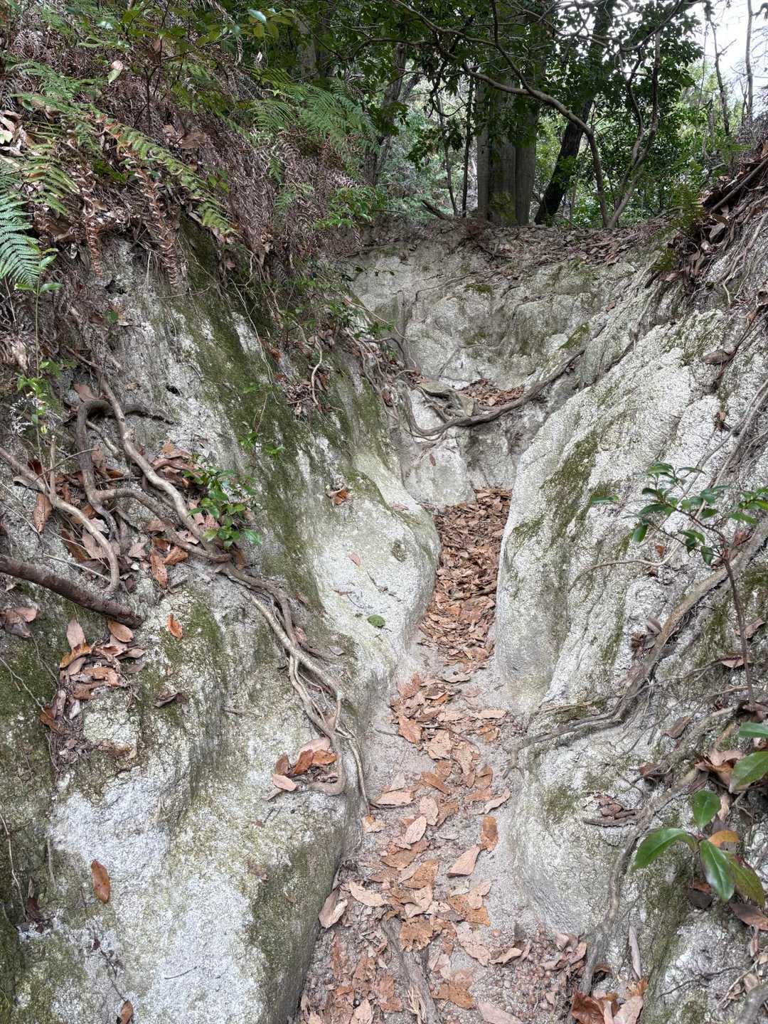 登山道は　砂岩に出来た溝