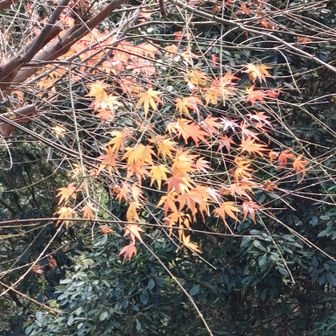 社務所横の紅葉🍁