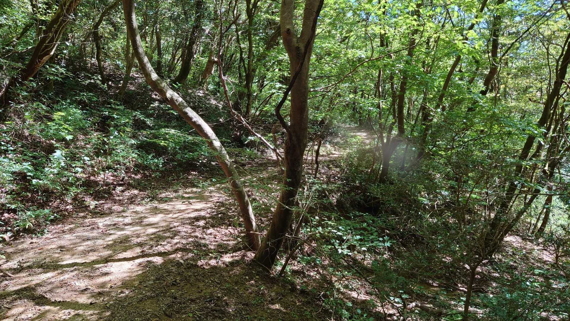 七曲峠-三国峠-九千部山 往復コースの写真