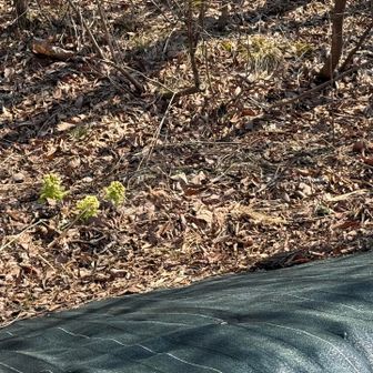 フキノトウ見つけた👀