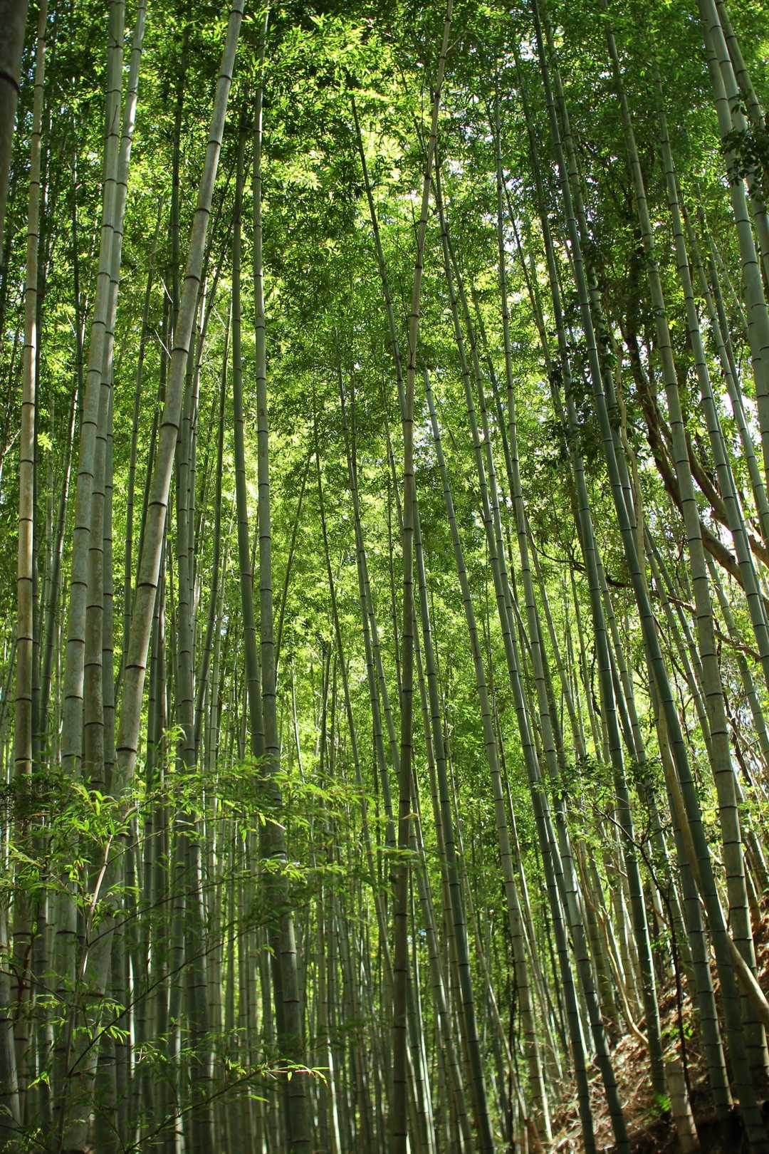 東登山口-亀尾山 周回コースの写真