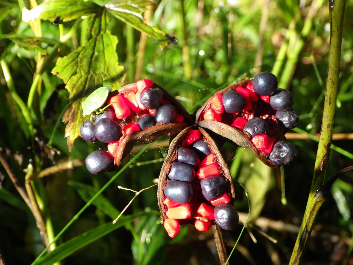 グロテスクな感じもする山芍薬の完熟実