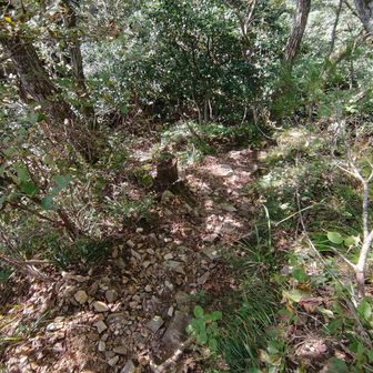 登山口近くは石ころで少し歩きにくい
