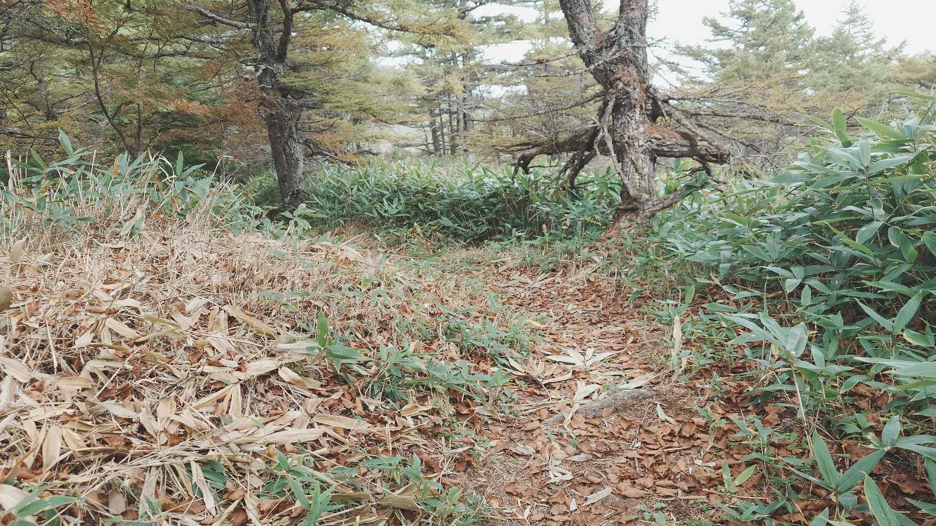 高峰温泉口に下ります。こちらも笹狩りばっちりです。👍感謝‼️