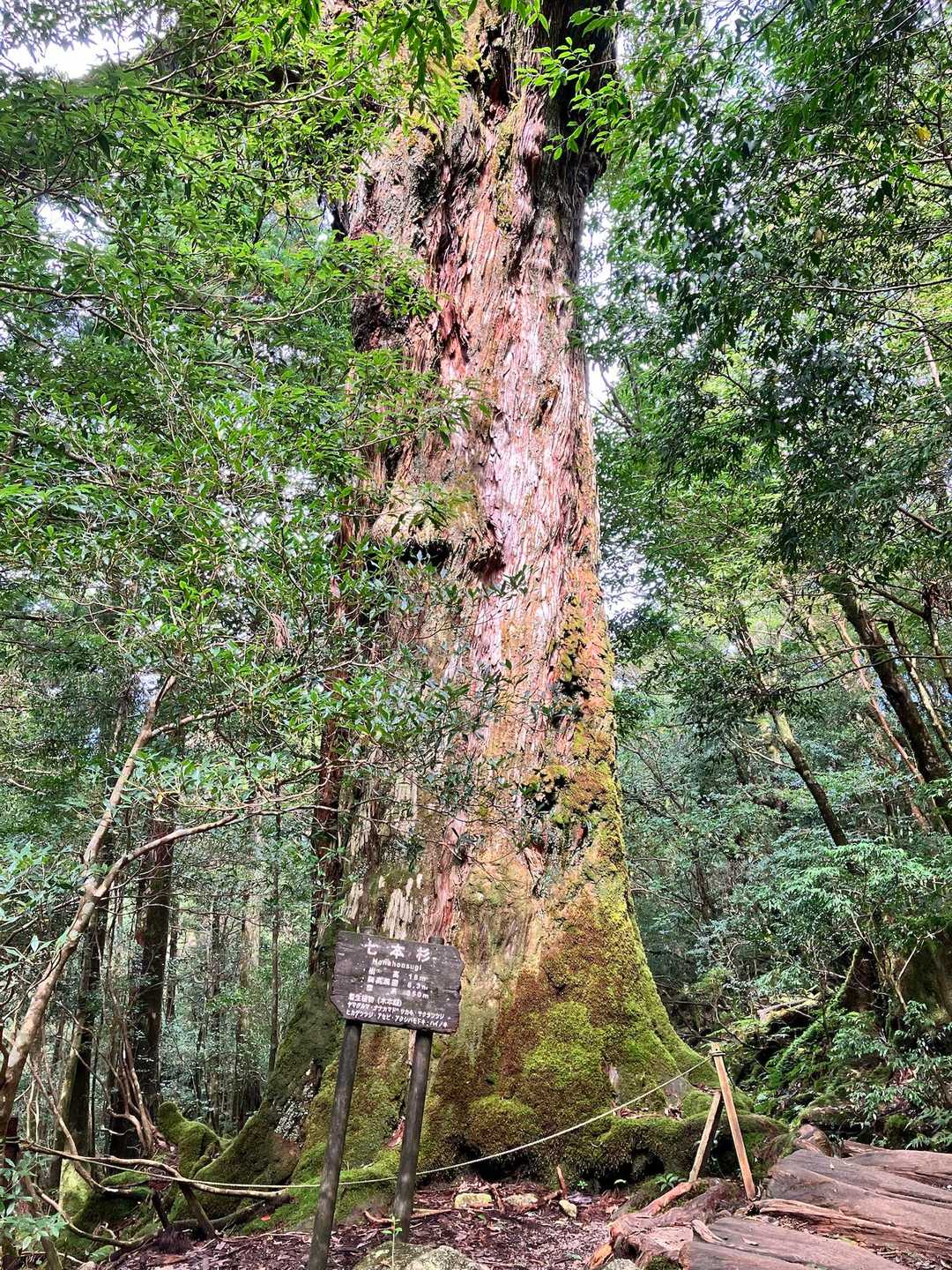 7本杉🌲