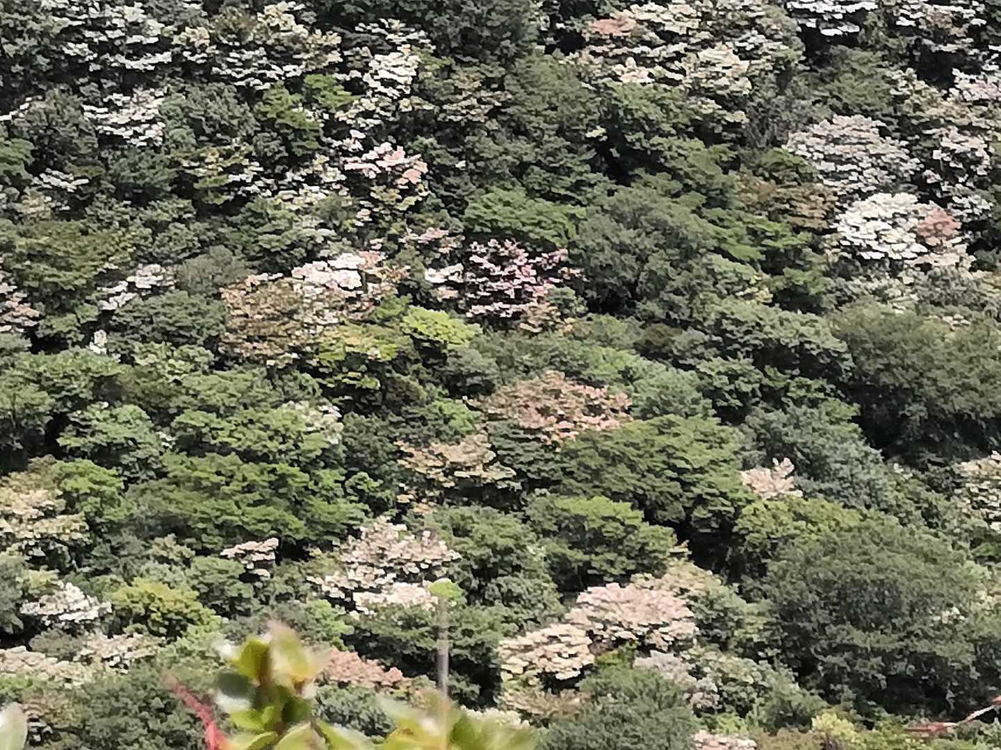 九千部岳 往復コースの写真