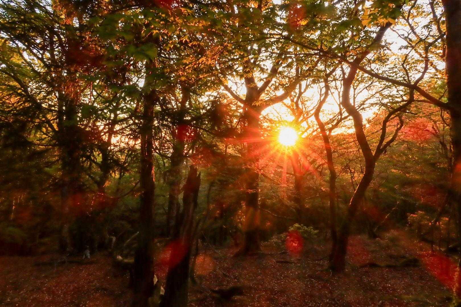 しぞーかで初御来光！