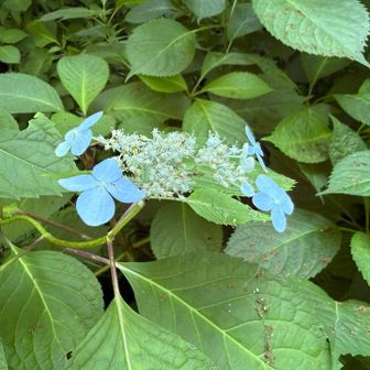 君は、紫陽花なの？
