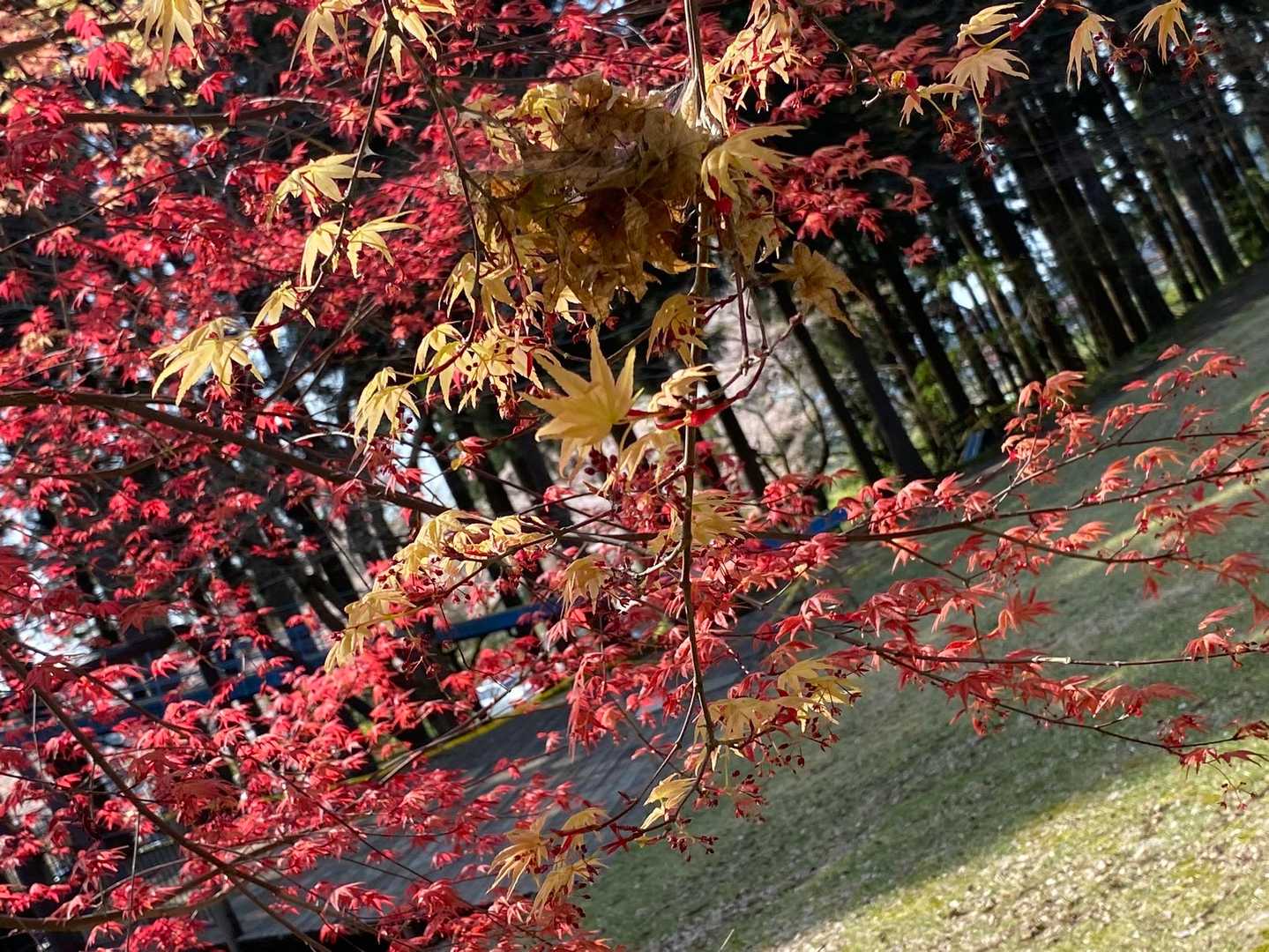 月惜峠-月惜山 往復コースの写真