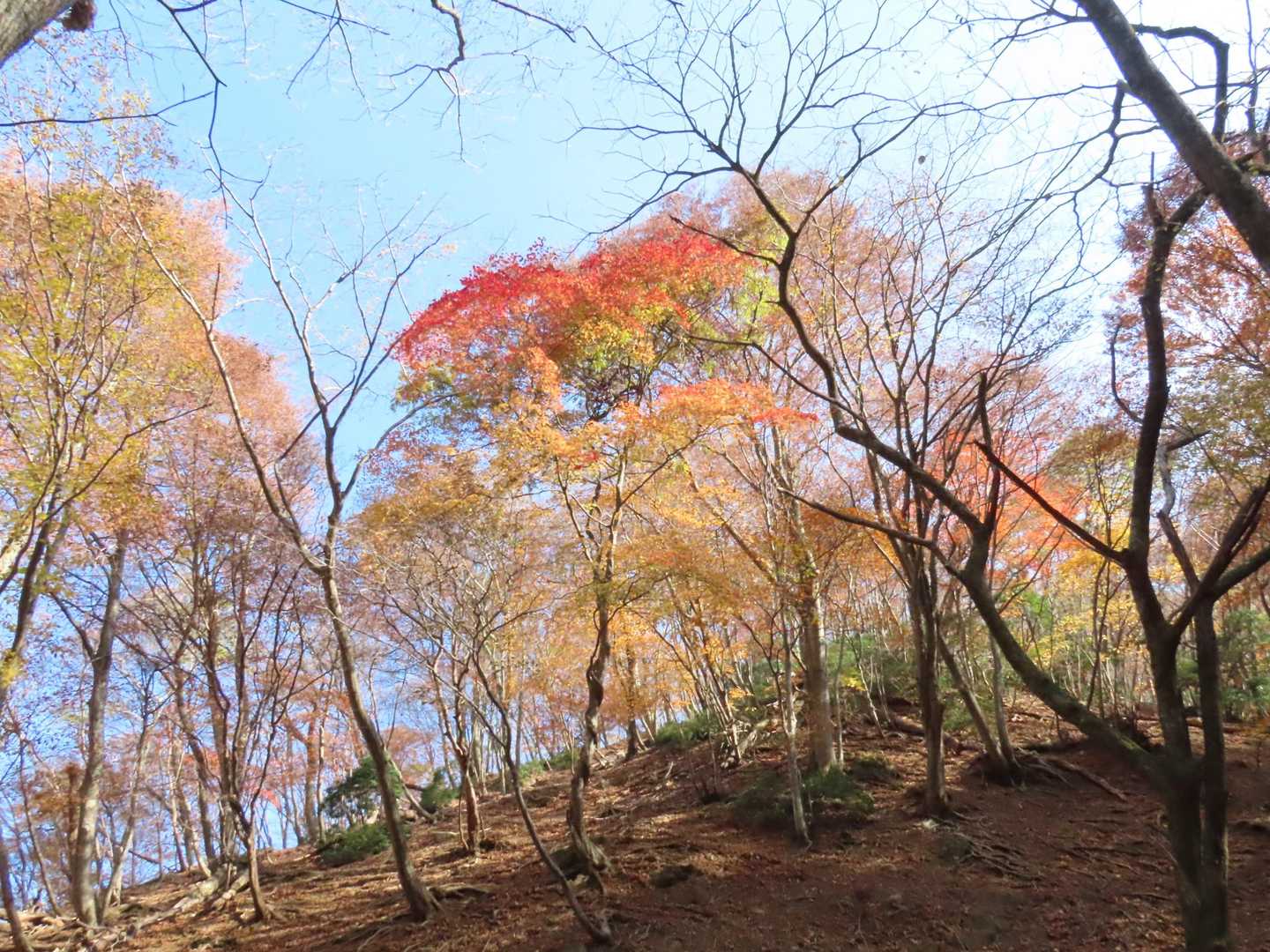 御池岳登山道コグルミ谷登山口-天ヶ平-御池岳 往復コースの写真