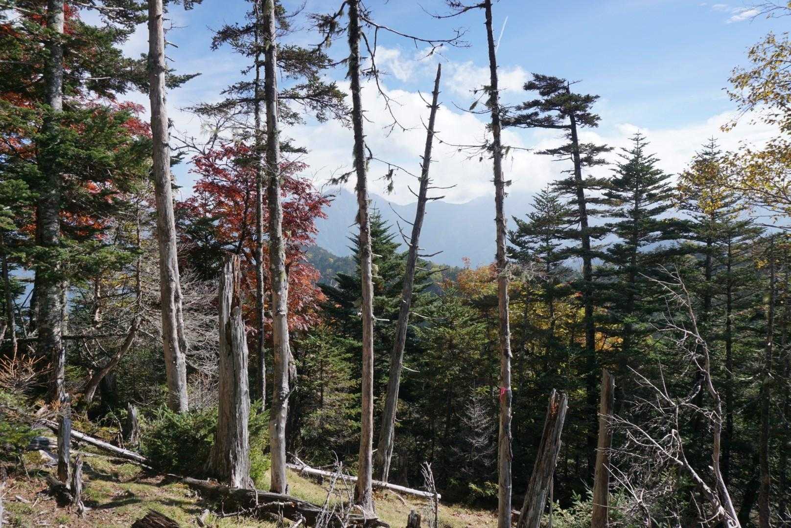 立ち枯れた木々🌳