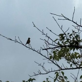 黄緑にオレンジの模様の鳥