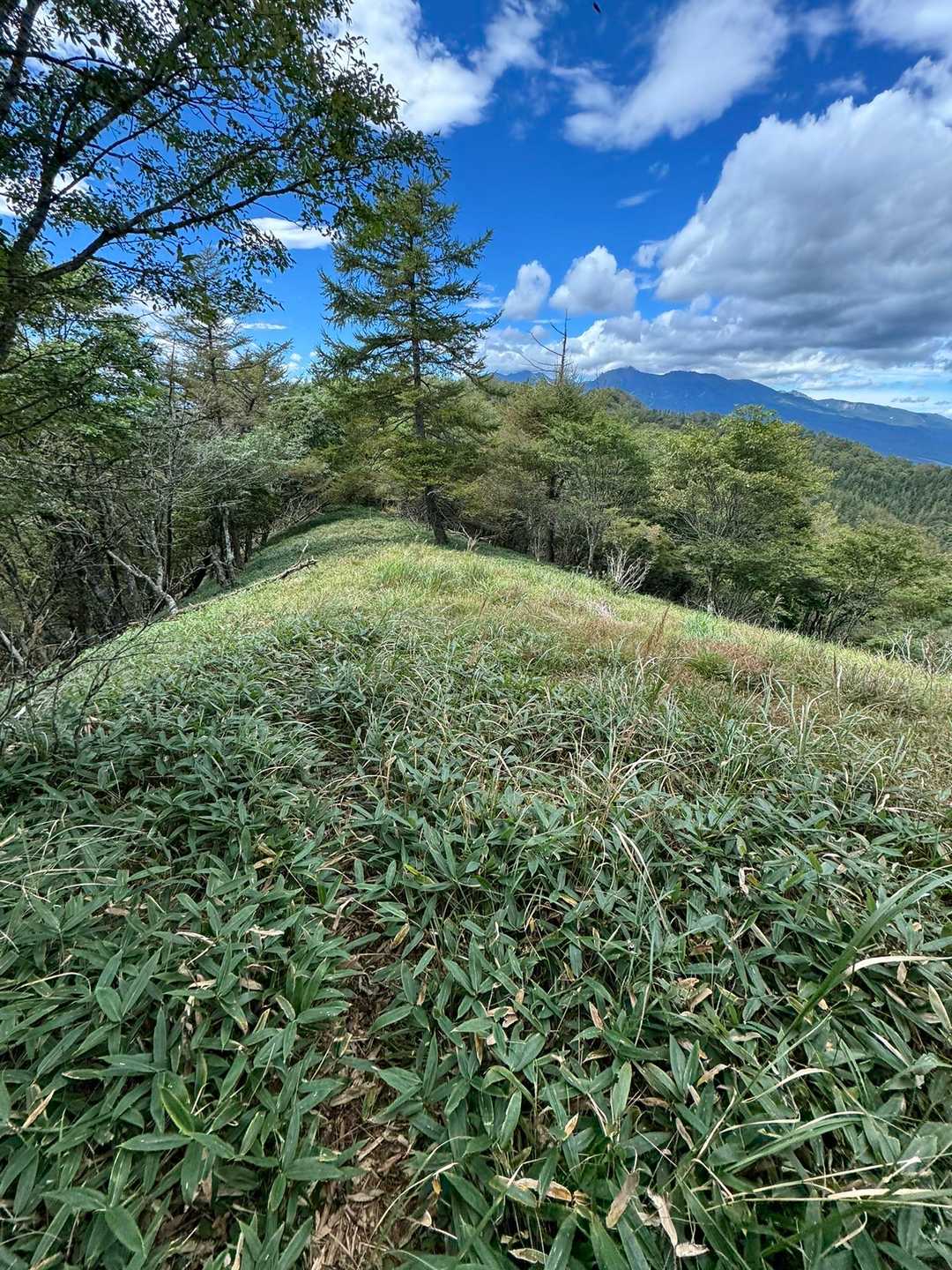木賊ノ頭へはクマザサが生い茂った道がずーっと続く