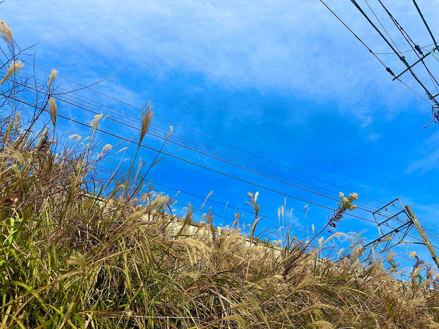 ススキ🌾と線路🛤️